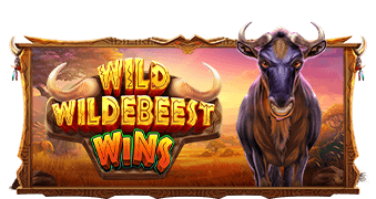 Wild Wildebeest Wins เว็บเกมสล็อต Pramatic Play KNG368 สล็อต 777
